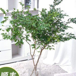 美男木鲜切枝条水培植物马醉木y吊钟平替客厅室内装饰易活落地盆