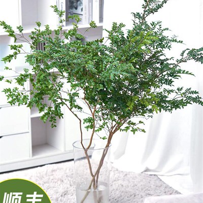 美男木鲜切枝条水培植物马醉木y吊钟平替客厅室内装饰易活落地盆