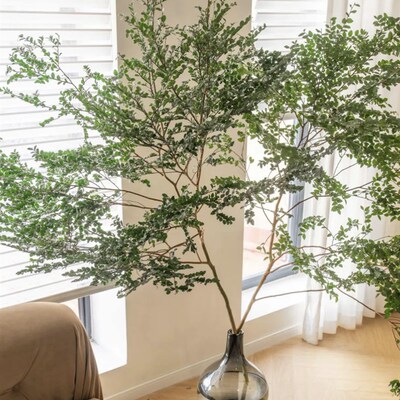 美男树水培绿植物鲜切枝马醉木平替70F80厘米客厅卧室装饰易养活