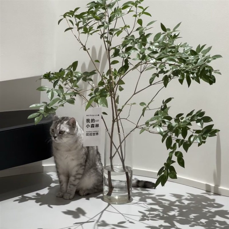 雀舌杜鹃水培植物鲜切枝条盆栽室内客厅马醉木R吊钟树水养花卉绿