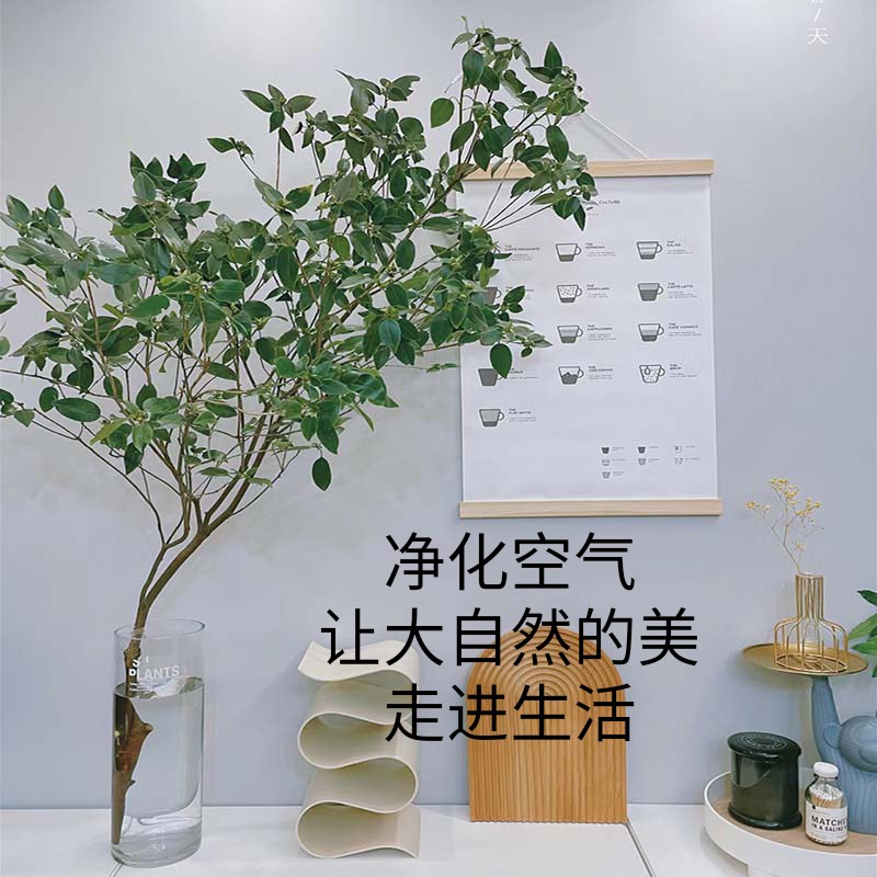 雀舌杜鹃鲜切枝条水培植物客厅装饰室内盆栽懒人易U活好养无土花