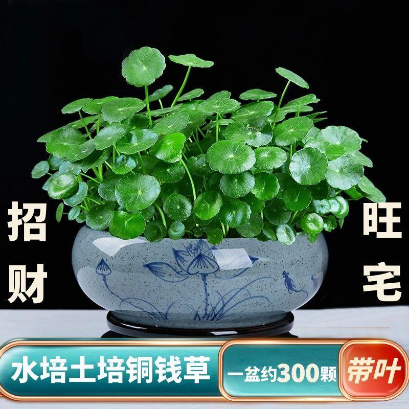 铜钱草水培土培植物室内室外办公室招财花净化水质基地直发
