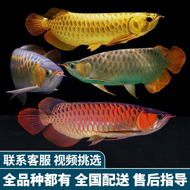金龙鱼红龙鱼苗活体黄化银龙活鱼幼苗大型龙鱼幼鱼观赏鱼印尼小鱼
