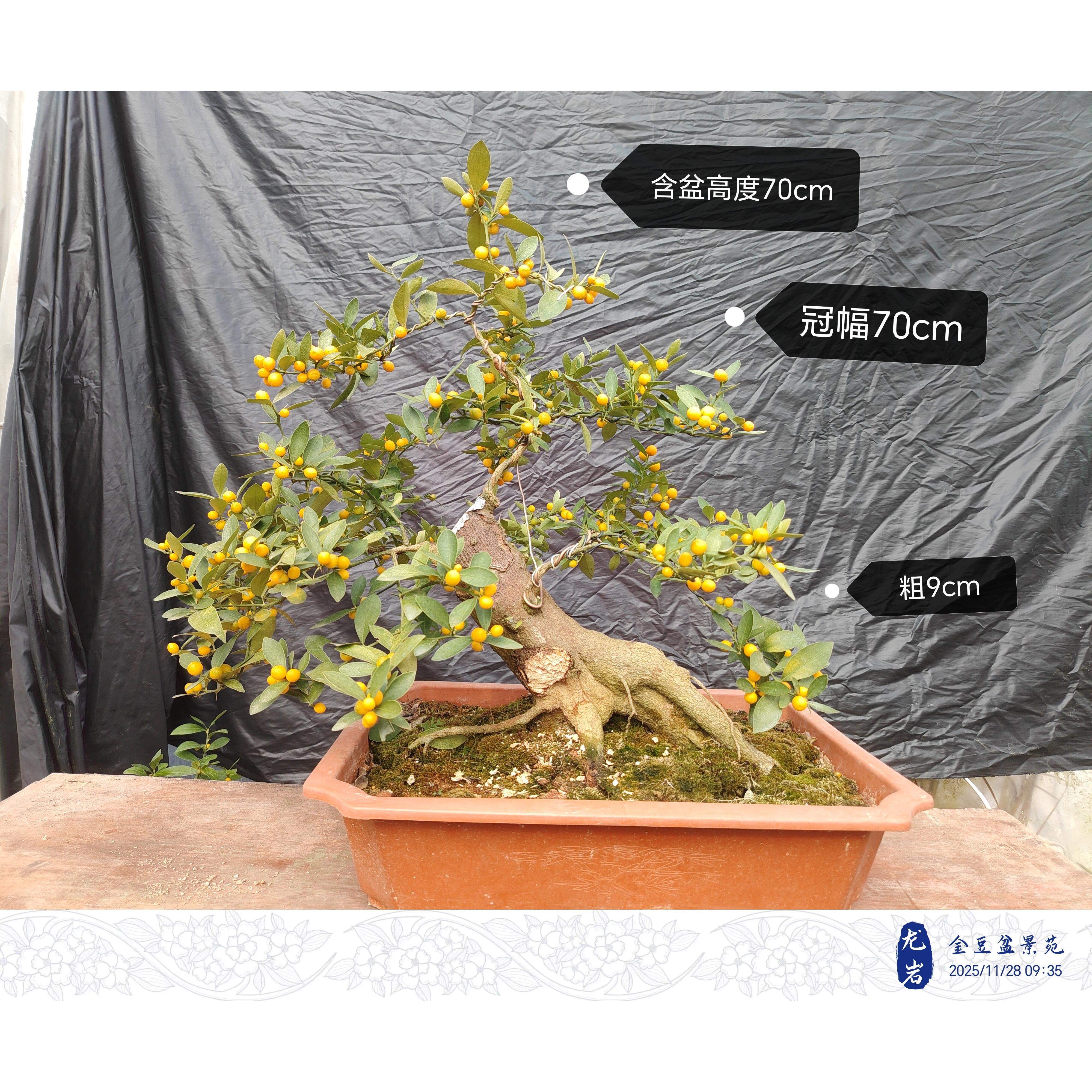 金豆小盆景 福建金豆盆景 小老桩 观叶观果 一物一拍