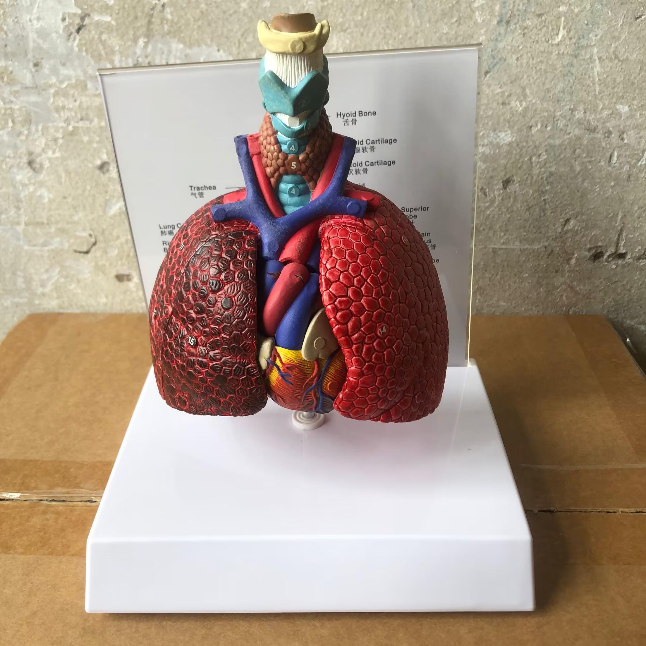 人体心喉肺模型医学实验教学模型解剖肺段肺模型生产厂家用品