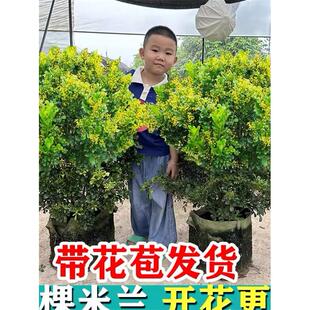 米兰花盆栽树苗带花苞办公室内桌面客厅好养阳台浓香大绿植物花卉