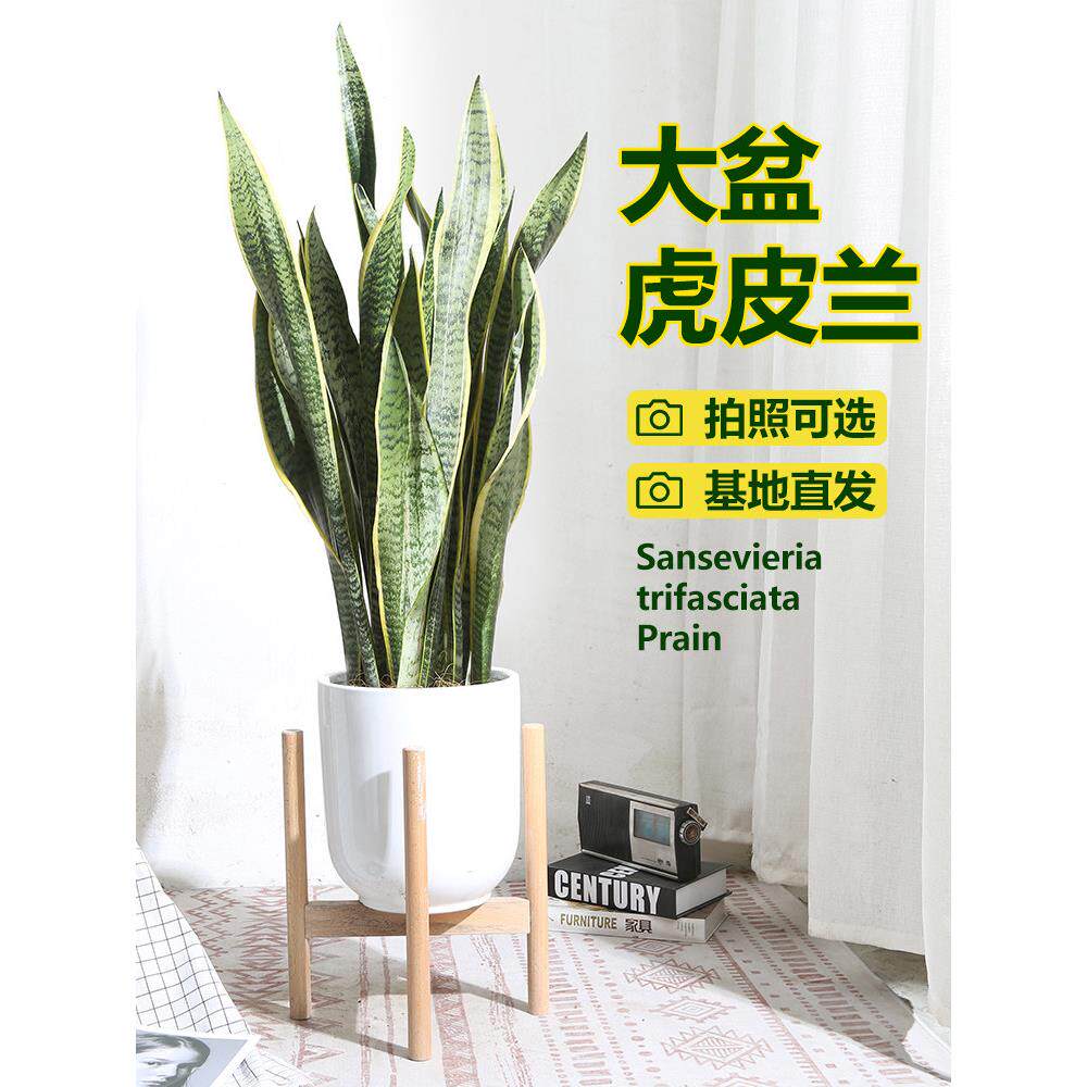 虎皮兰植物客厅大盆栽新房室内大型植物办公室花卉金边虎尾兰四季