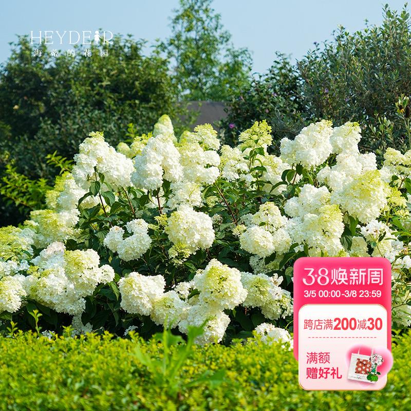 海蒂的花园绣球花白玉圆锥绣球木本植物耐热耐寒地栽花卉盆栽花苗