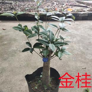 桂室内外阳台浓香型花 矮化大桂花树苗盆栽丹桂彩叶桂盆景金桂四季