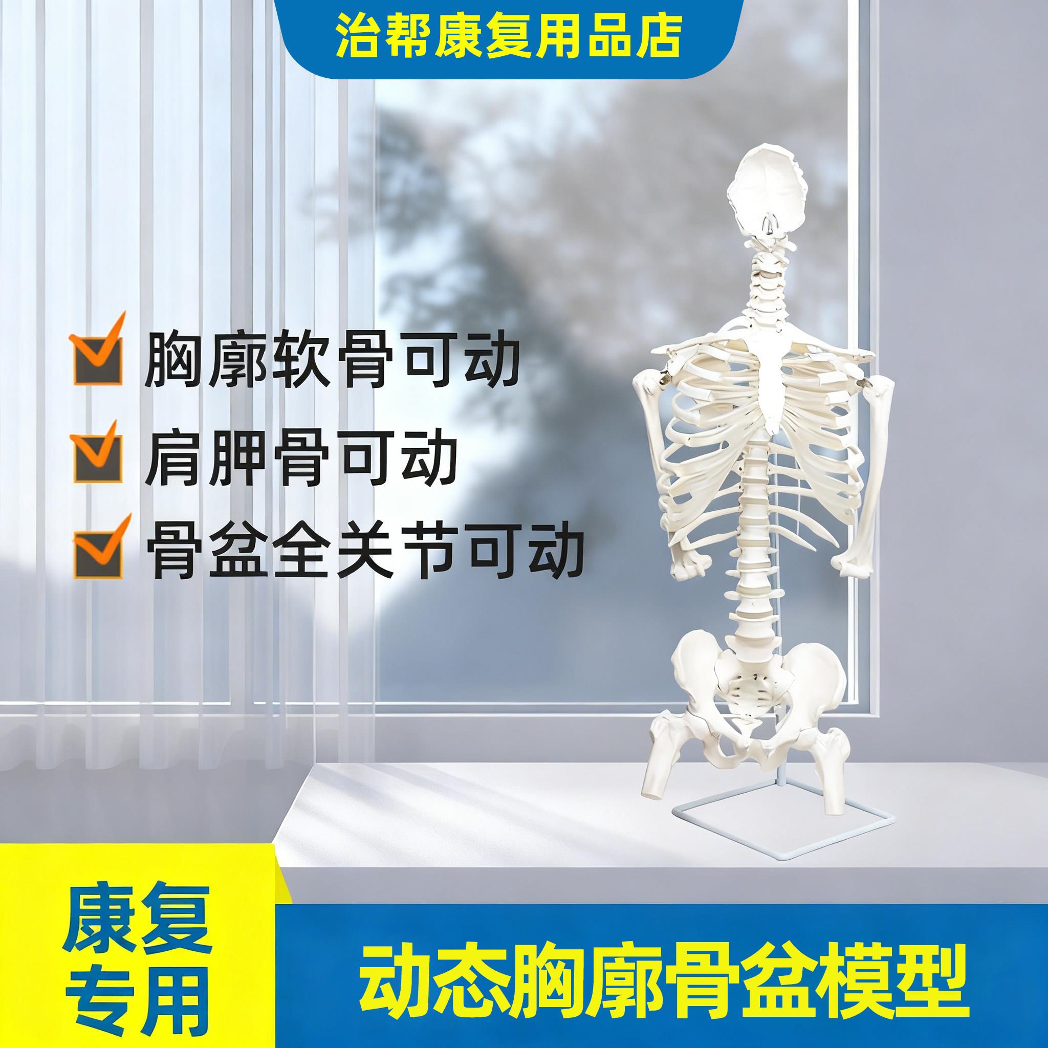 胸廓模型动态胸椎脊柱骨盆骨骼脊椎教学模具人体半身骨架关节可动