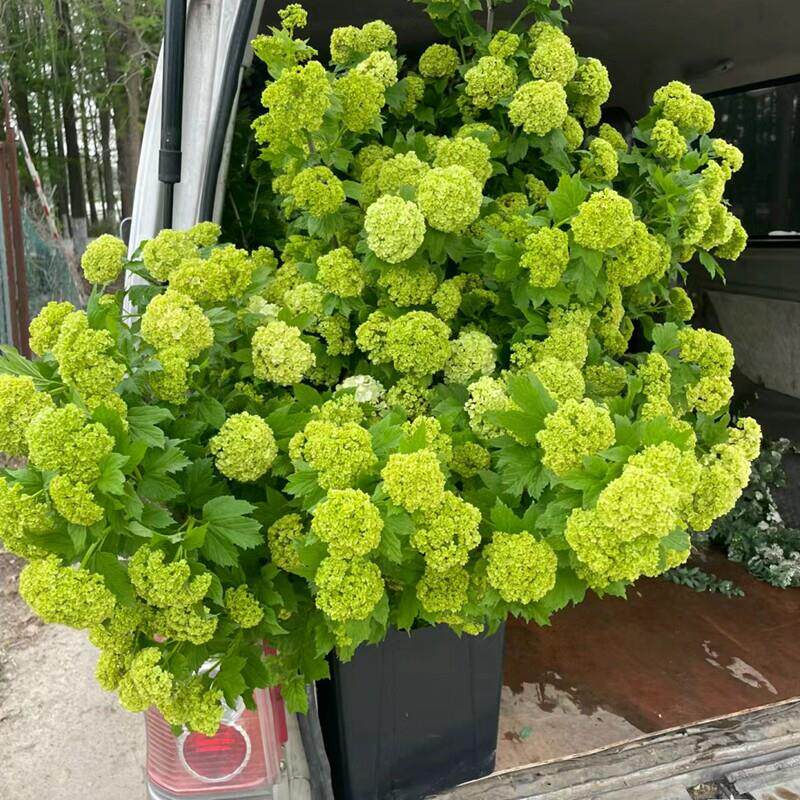 欧洲木绣球花苗庭院风景树露台花园盆栽花卉耐热耐寒植物好养易活