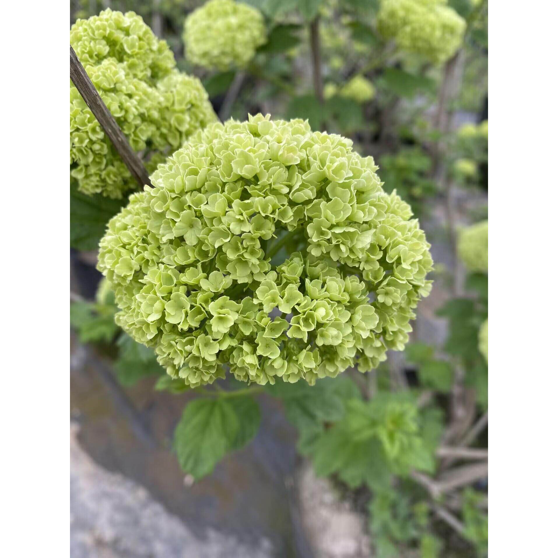 欧洲木绣球树苗庭院别墅地栽盆栽耐寒风景树苗中华木本绣球花植物