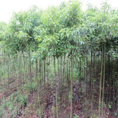 香樟树苗大小叶香樟树樟树苗四季常青驱蚊树小苗庭院种植地栽绿化