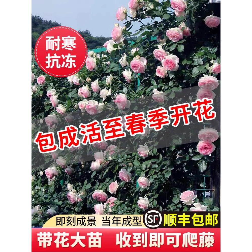【1米6大苗】蔷薇花苗藤本月季特大花爬藤植物四季开花卉盆栽玫瑰