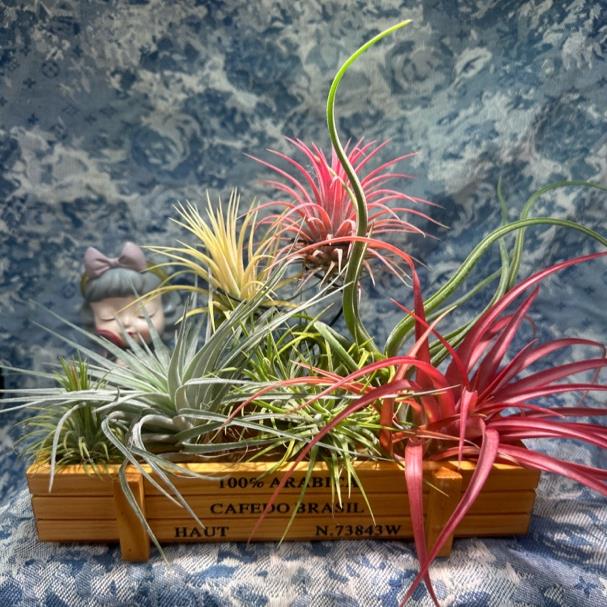 空气凤梨 新手木盒组合7棵 无土栽培桌面摆件绿植空气肥料