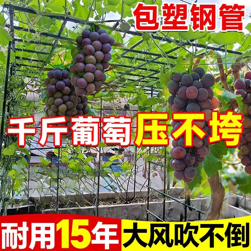 不锈钢葡萄架子户外花架黄瓜爬藤架植物支撑杆百香果丝瓜攀爬架