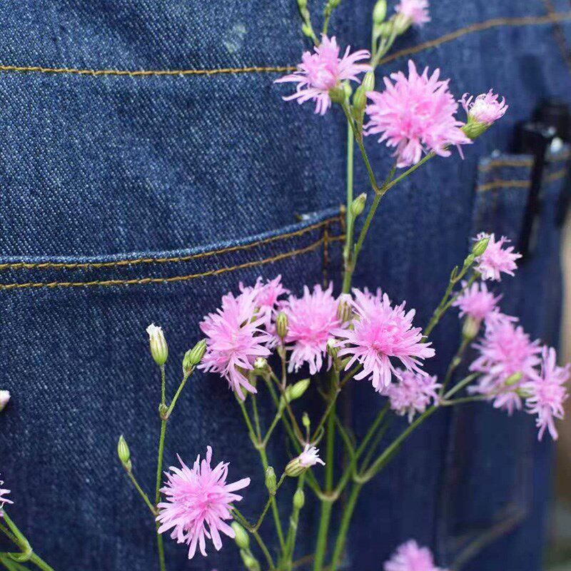 重瓣剪秋罗花f苗种子籽苗四季种开花盆栽阳台庭院室内外多年生宿