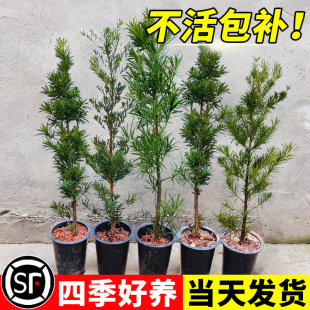 罗汉松树苗盆栽小苗小型雀舌金钻罗E汉松庭院造型树迎客松盆景老