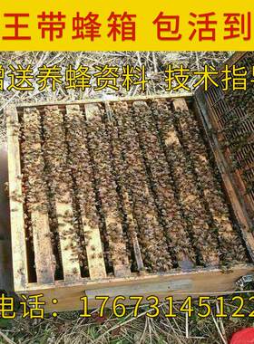 （10箱送一箱专车送货）意蜂蜂群意蜂笼蜂 活体蜜蜂群蜜蜂蜂群