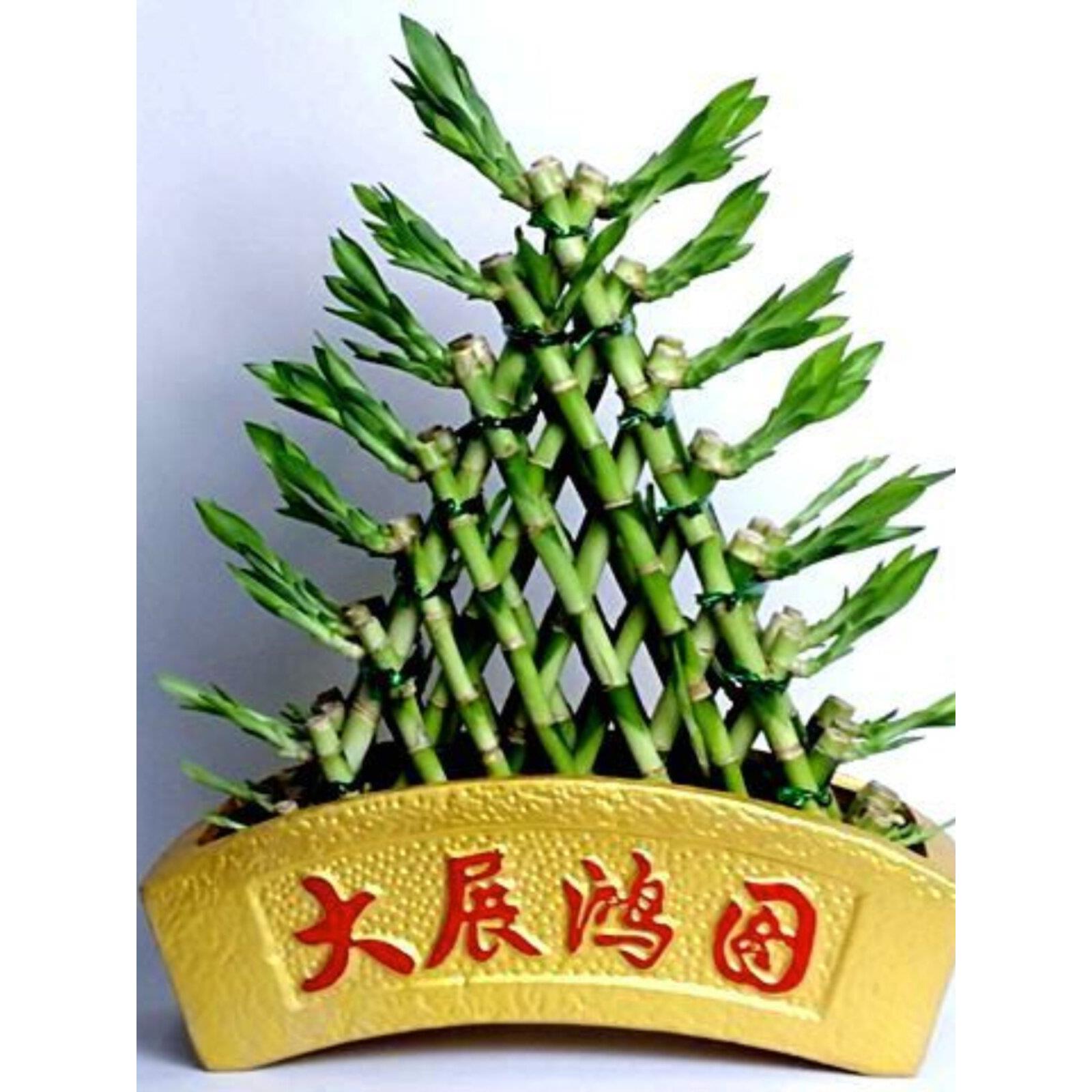 富贵竹节节高金字塔富贵竹塔水培植物室内盆栽花卉盆景净化空气好