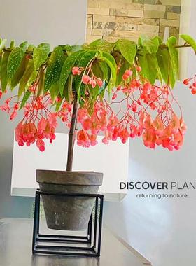 发现植物/竹节秋海棠begonia tamaya多季节开 花盆栽INS网红植物
