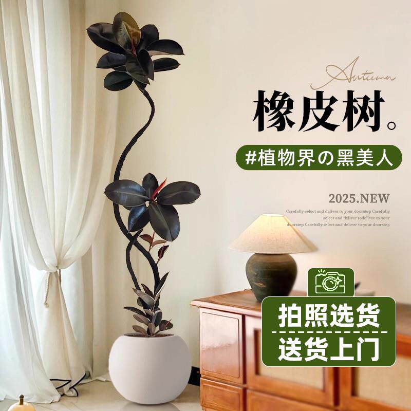 黑金刚橡皮树客厅大盆栽造型室内大型绿植好养四季办公室大叶植物