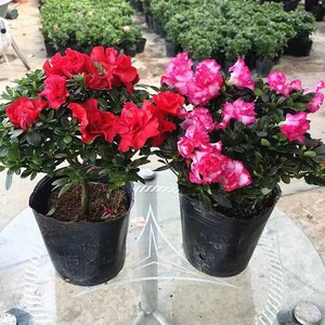 杜鹃花盆栽四季开花带花苞过年花卉室内植物花好养活阳台鲜花绿植