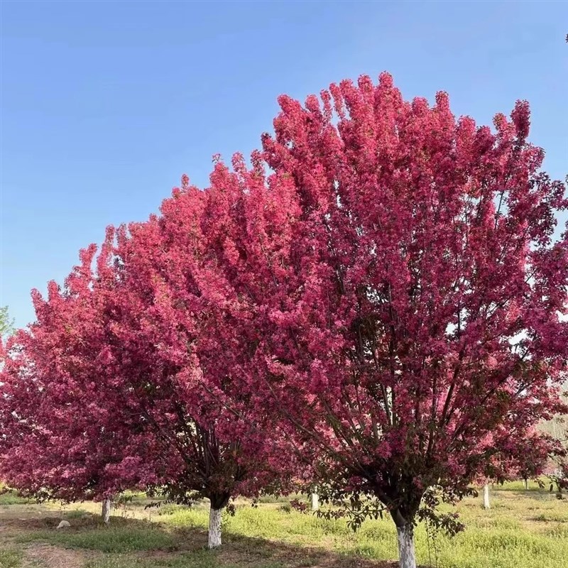 绚丽四季海棠花树苗盆栽西府海棠花别墅庭院耐寒大型造景花卉植物