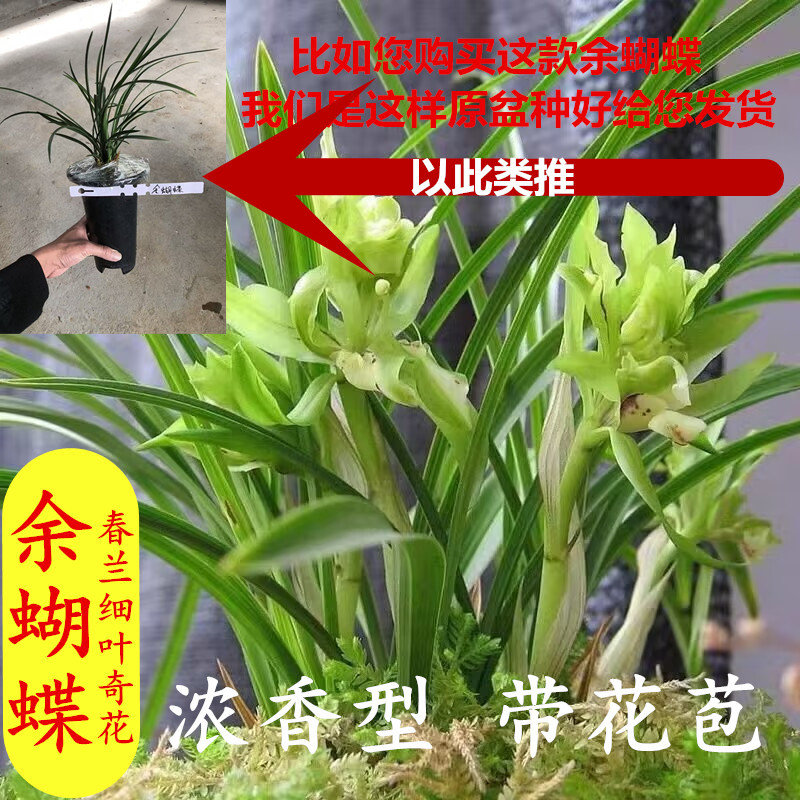 带盆种好原盆原土发货春兰花苗浓香型室内带花苞各种名贵矮种细叶