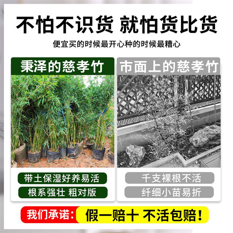 丛生竹子慈孝竹苗盆栽室内绿植庭院室外观赏米竹南方耐寒好养植物