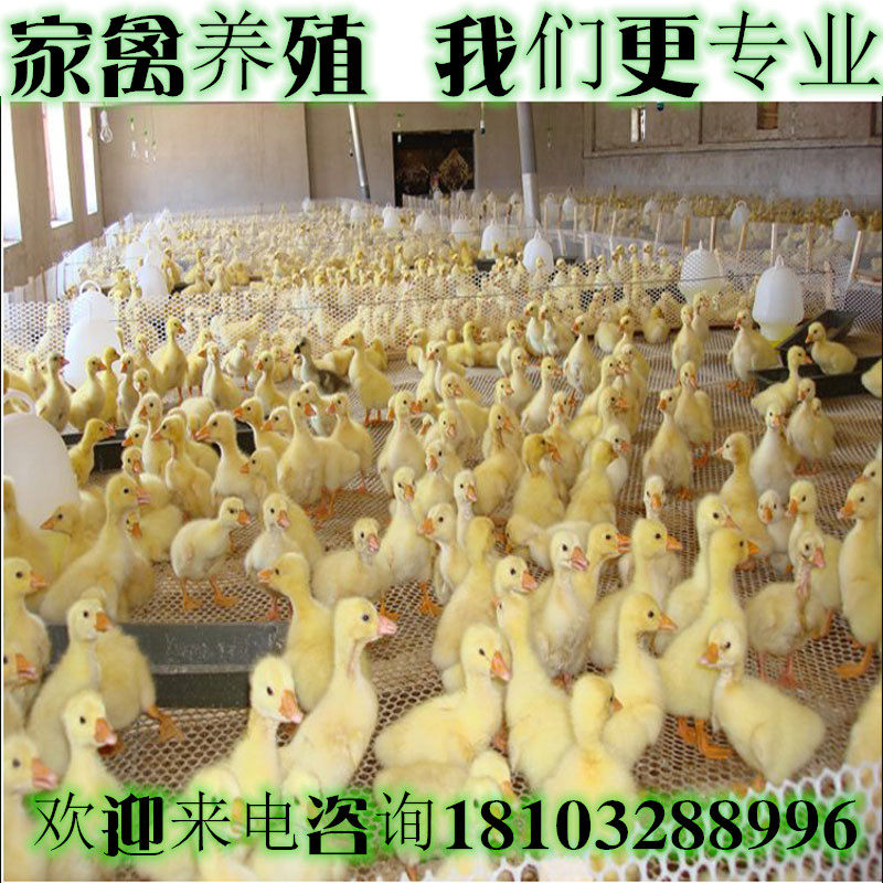 小孔塑料网格养殖网养鸡漏粪围栏护栏防护网养蜂养鸭育雏塑料平网