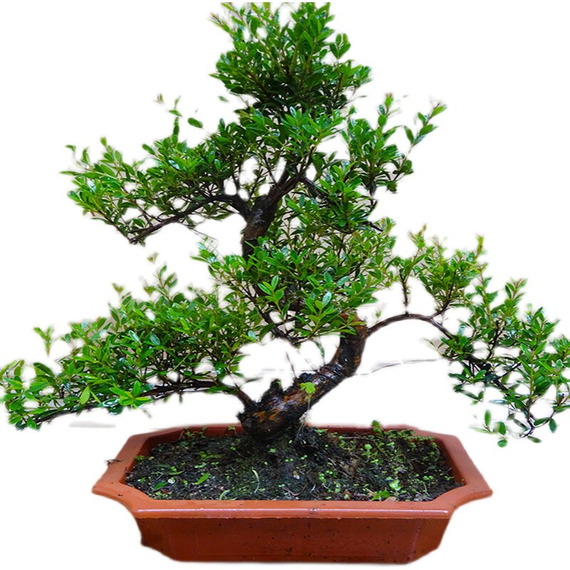 名贵小叶赤楠盆景S造型盆栽 瓜子三叶红芽赤楠老桩木本绿植花卉