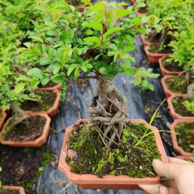 小叶榆树老桩盆景植物室内客厅办公室S造型矮霸榔榆阳台庭院绿植图片