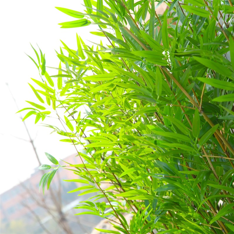仿真竹子细水竹毛竹室内装饰屏风隔断人造塑料假竹子室外造景植物