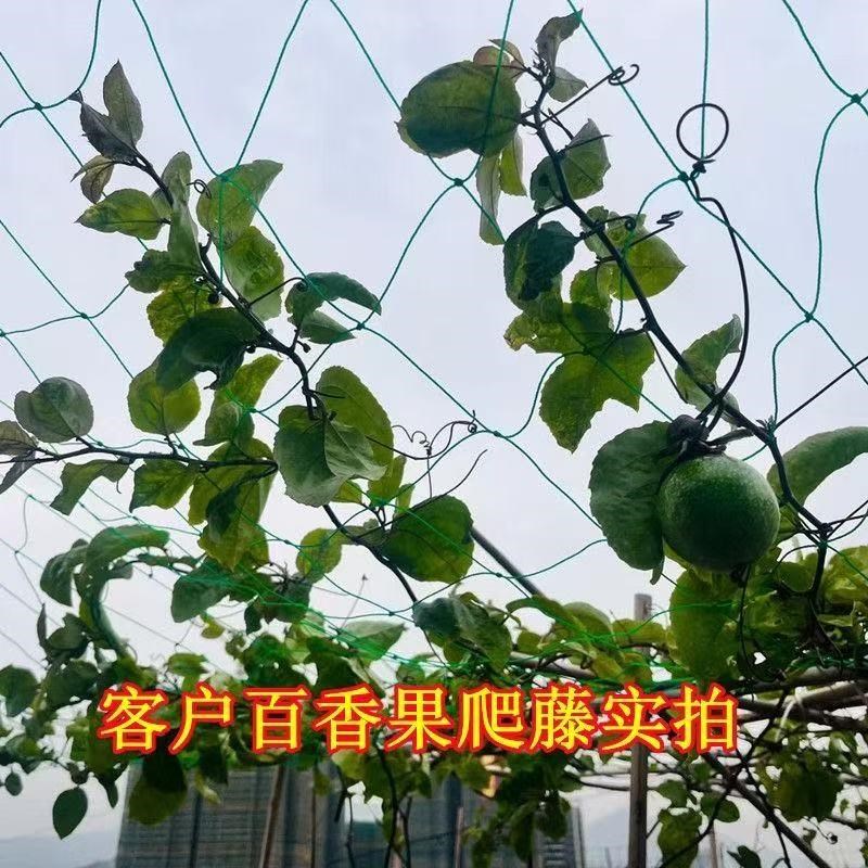 植物爬藤网豆角黄瓜丝瓜吊瓜葡萄苦瓜月季百香果种植网攀爬搭架网