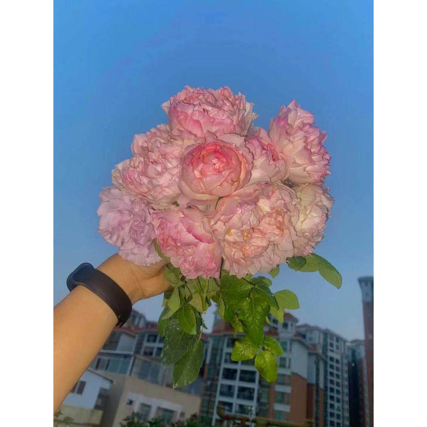 南阳棒棒糖月季玫瑰花卉月季花苗欧月阳台庭院四季开花不断带花苞