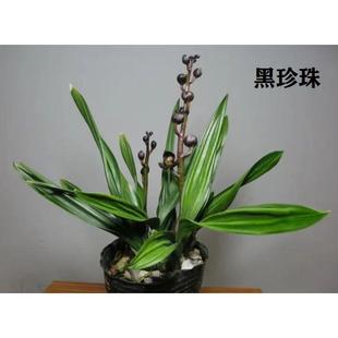 墨兰矮种铭品黑珍珠带花盆兰花苗荷瓣浓香花