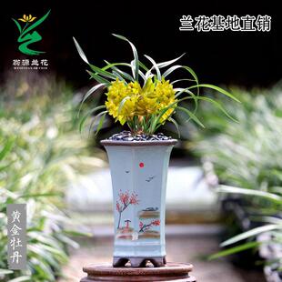 喜花里兰花高端春兰奇花黄金牡丹带花大浓香好养室内绿植花卉盆栽