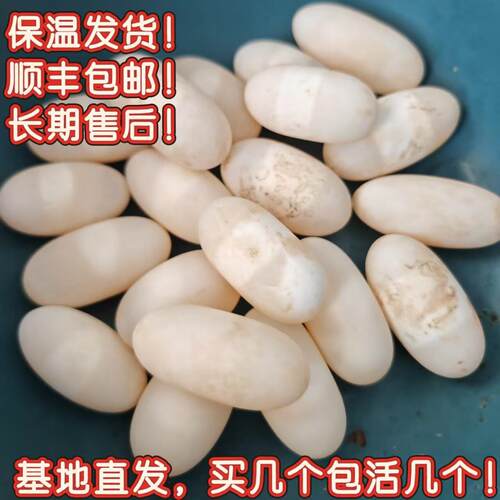黄缘龟蛋皖南安徽缘台缘招财镇宅高颜值半水可爱宠物龟蛋