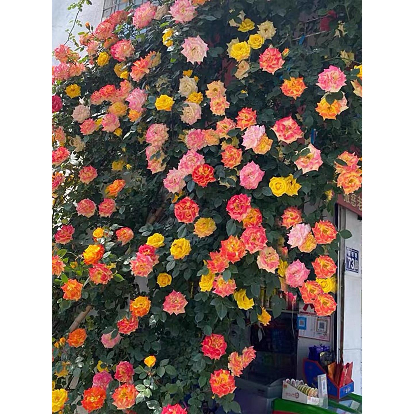 藤彩虹藤本月季花苗盆栽爬藤植物阳台庭院玫瑰蔷薇耐寒