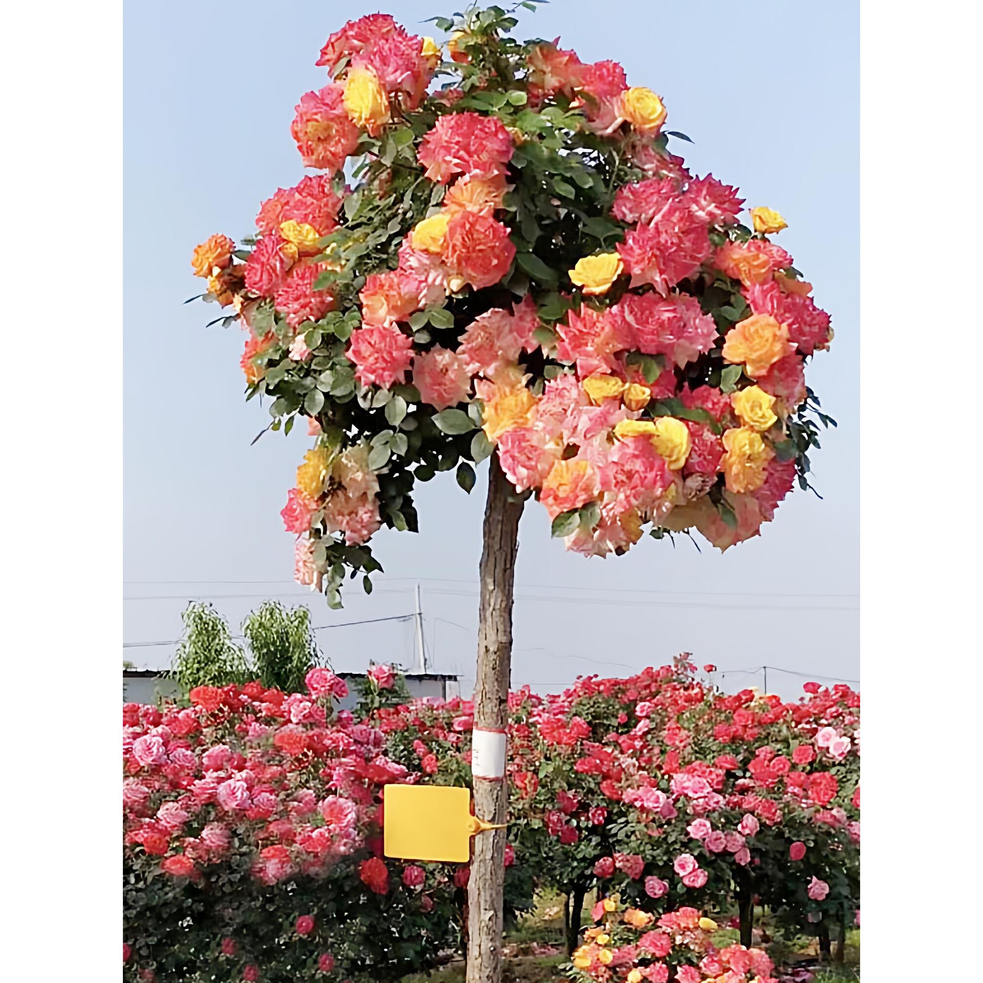 藤彩虹棒棒糖树桩月季苗玫瑰花树苗盆栽四季阳台庭院浓香花卉植物
