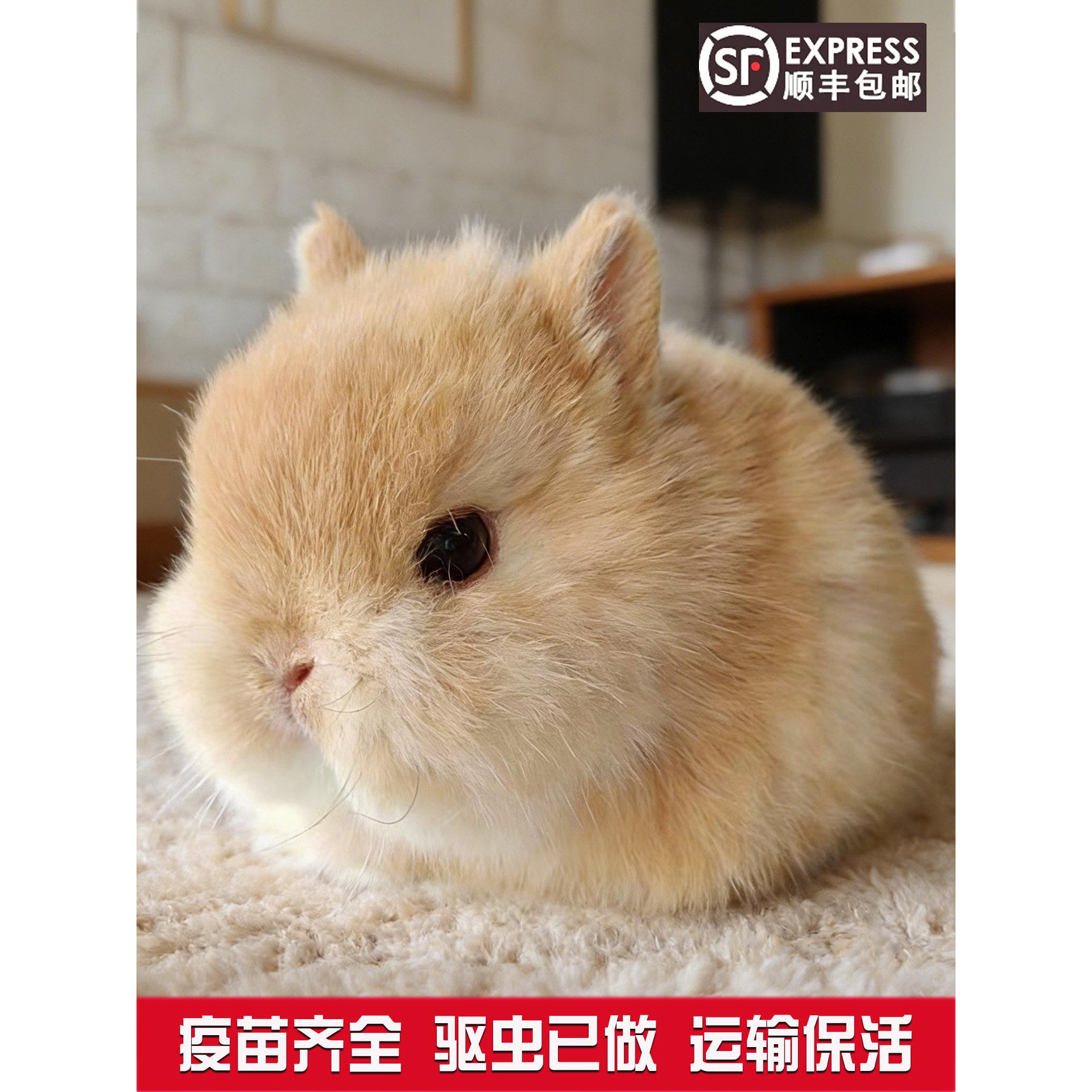 进口双血统兔子活物长不大迷你侏儒兔垂耳小兔活体家养宿舍宠物兔