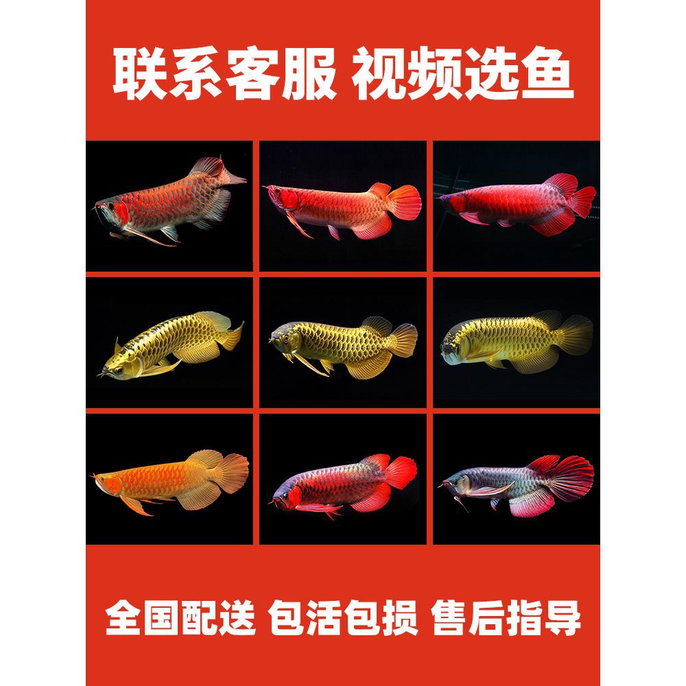 金龙鱼红龙鱼小鱼苗活体黄化银龙活鱼幼苗大型龙鱼幼鱼观赏鱼印尼