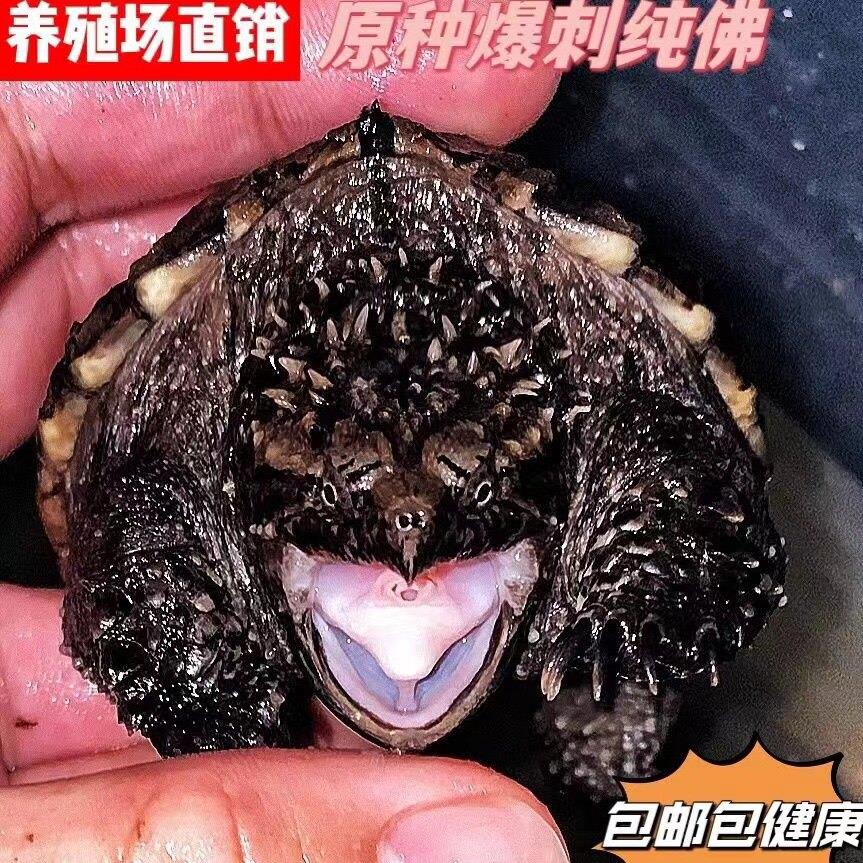 小鳄龟苗子纯佛原种佛鳄爆刺凶猛精品野佛北美鳄龟小宠物肉食活体