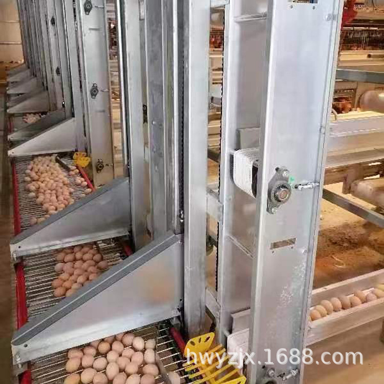 全自动集蛋收蛋装备全新鸡笼捡蛋机宏伟现场安装养殖机械