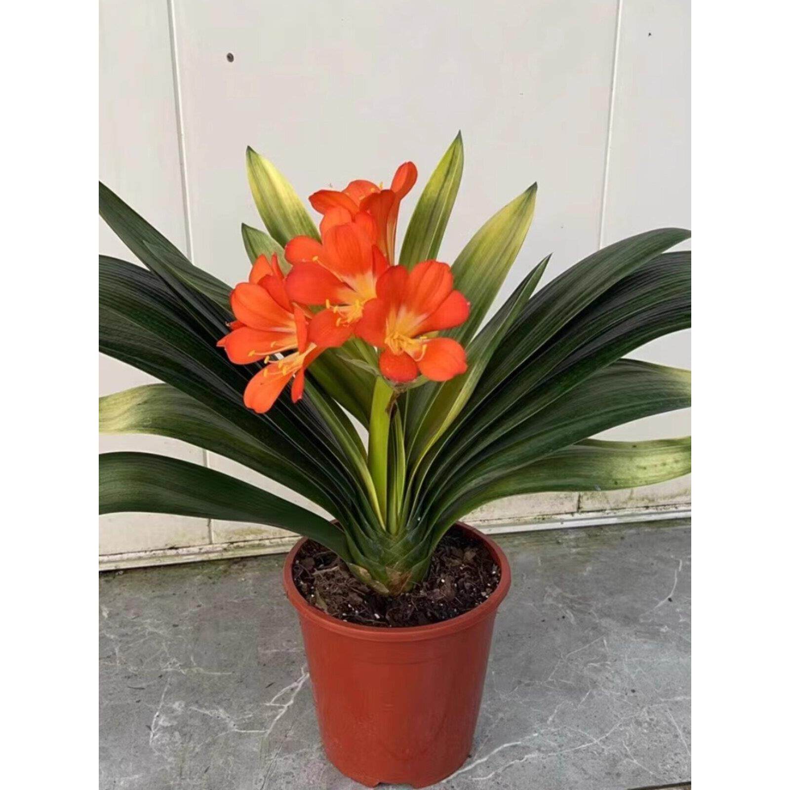 鞍山精品君子兰盆栽佛光红花含盆四季种易活花苗花卉室内花