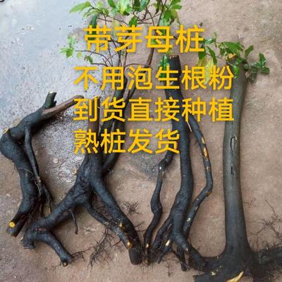 金弹子盆景 带芽弹子蛋子单子树桩 熟桩包挂果老桩子母桩金蝉子