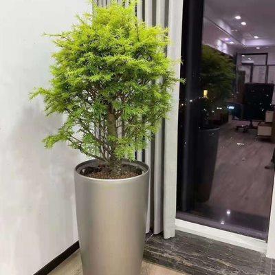 高档轻奢北欧落地细高型圆柱形高花盆高筒客厅竹芋盆栽塑料懒人盆