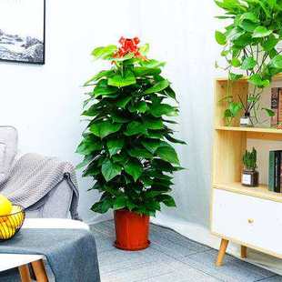 办公室绿植栽树净化空气绿化大颗吸甲醛大型大叶绿萝客厅柱盆.o.