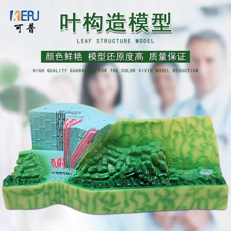 叶构造模型初中生物教学模型教学仪器叶构造演示教具,文具电教/文化用品/商务用品,教学标本/模型,淘宝优惠券,粉丝福利购,淘宝优惠卷